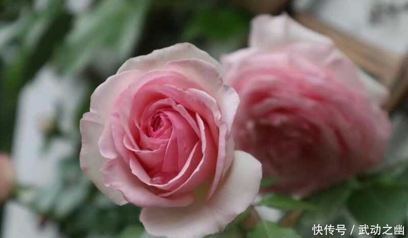 缺水|随着气温升高,月季花的叶子泛黄了,怎么办呢?教你小妙招。