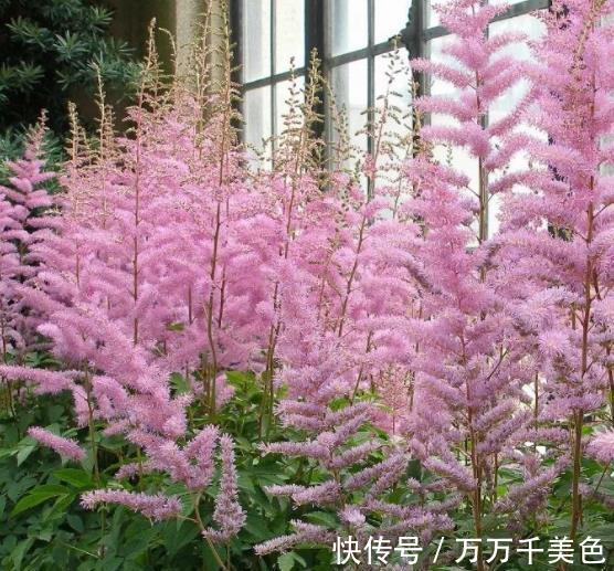太阳花|9月逛花市，遇到3种花捡漏正当时，皮实好养还便宜