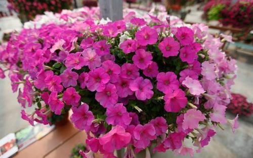 开花量|开春养上5种花,满满一阳台,开成花海真漂亮