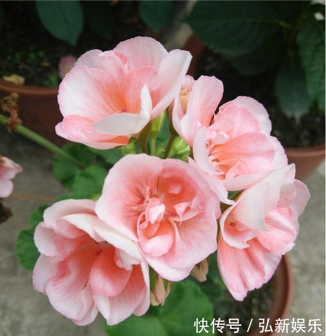 年年花开不断,一不小心就爆盆,养护也是超级简单