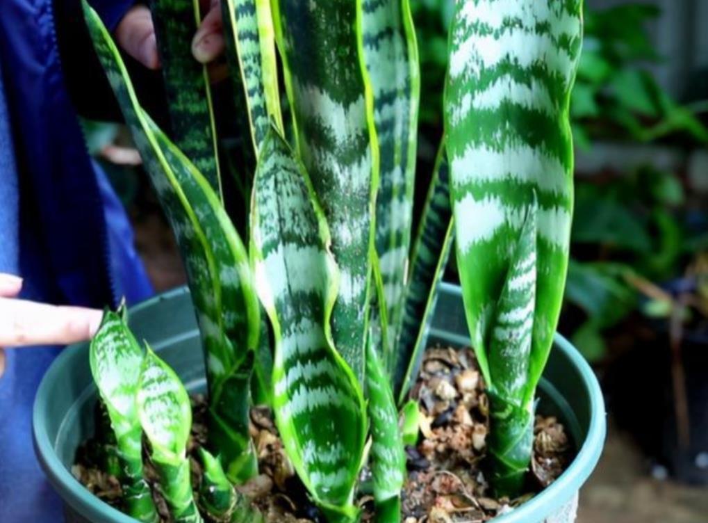 施肥|让虎皮兰多长新芽,4个养护要点不能忽视,不然长期不长新叶