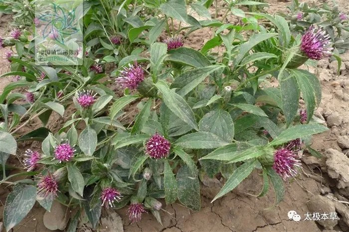 骨刺|足跟骨刺,疼痛巨甚,用此1味药煎汤泡脚1个月可痊愈