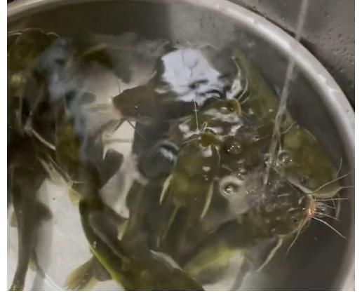 钓鱼|大雨后，安徽一河道浮着一层鱼，钓鱼人：都是黄辣丁，2小时钓1盆