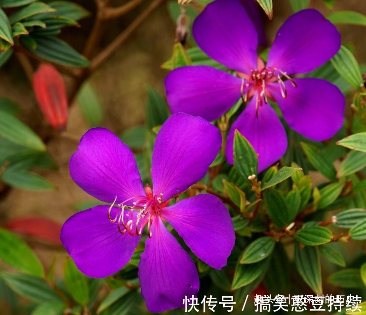 此花花色艳丽，优雅的花姿给人以雍容华贵的美感，寓意为自然