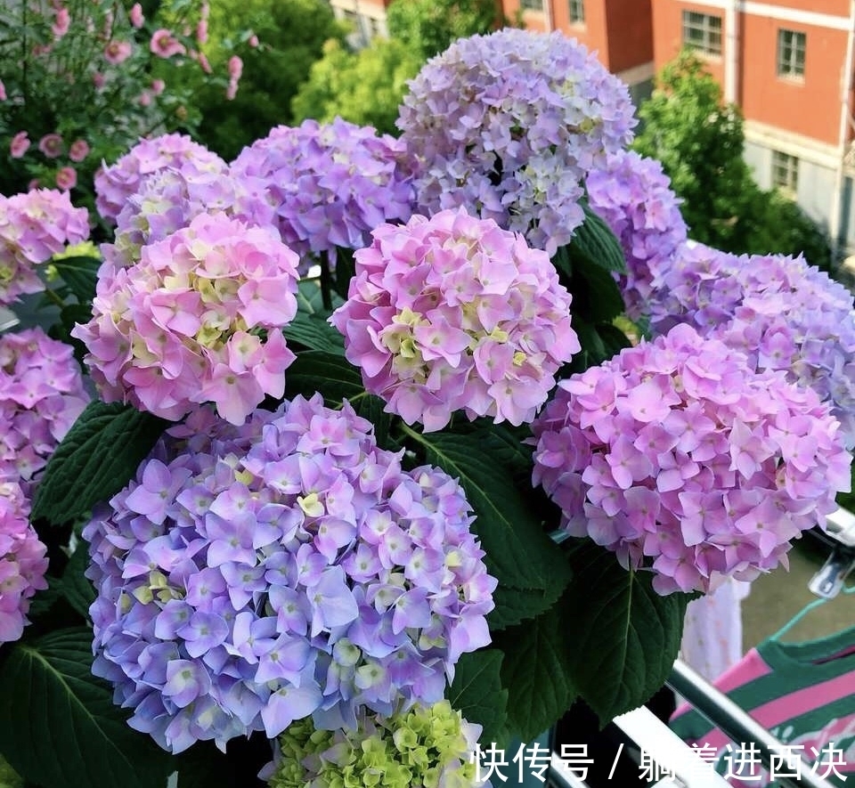 冬天养绣球,不能太娇贵,冻一冻旱一旱,花芽挤满盆,开成大花园