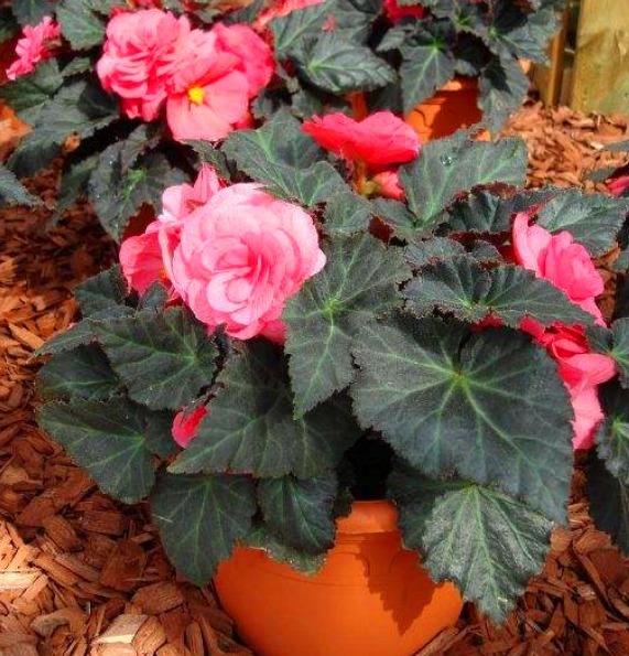 有“1种花”是神圣之花，花色艳丽，花期长达100多天，回家快去养