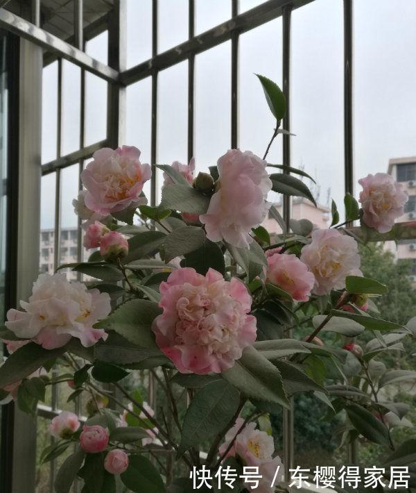 阳台养花就选“4种”，个个好养、开爆盆，花色艳丽灿烂无双