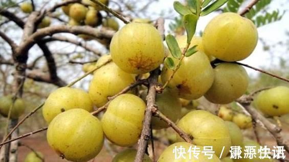 妇科疾病|女性不想子宫早衰,晚上当零食吃几颗,滋养卵巢,赶走妇科病