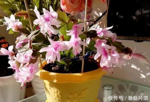 密闭的阳台里养花,为什么冬天更易患上病虫害?该怎么防范?