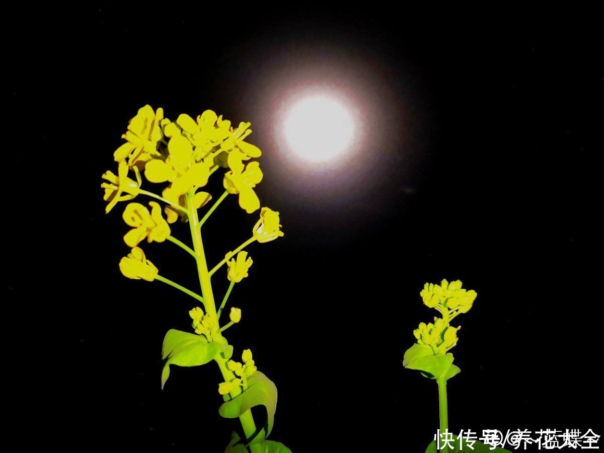 绿植|一块生姜埋土里，长出“姜崽芽”，两个月能长1米高