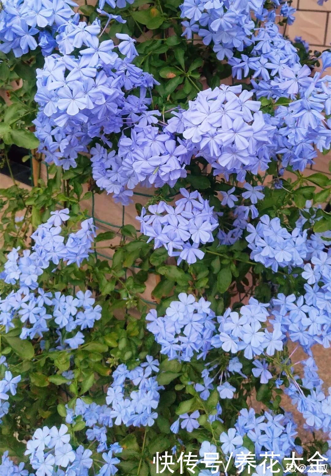 夏天|热不死的花，温度高也不休眠，超级适合夏天