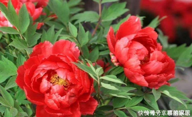 状元红|4种“女神花”,婀娜多姿,漂亮高贵优雅,四季繁花似锦,美