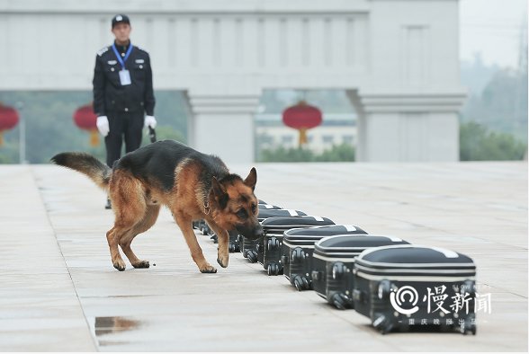 汪星|重庆警犬大比武，看“汪星人”如何找到隐藏的“爆炸物”