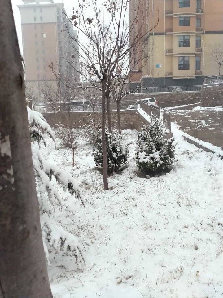 致敬雪花／上午喘口气，下午下雪更俏丽