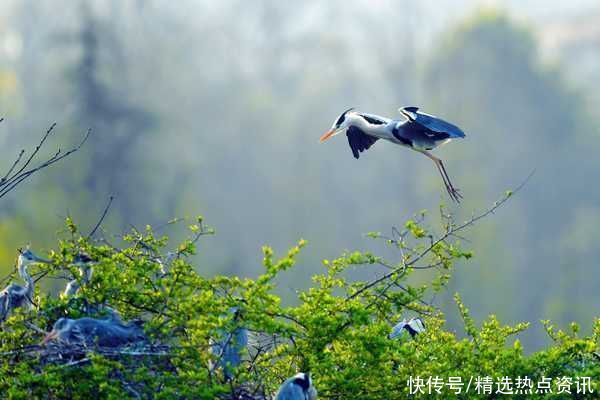 来生态观山湖，看看这里的鸟你都见过吗？