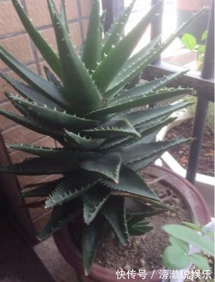 芦荟|家中的芦荟出现卷叶，对症下药，叶子才会“膨胀”起来！
