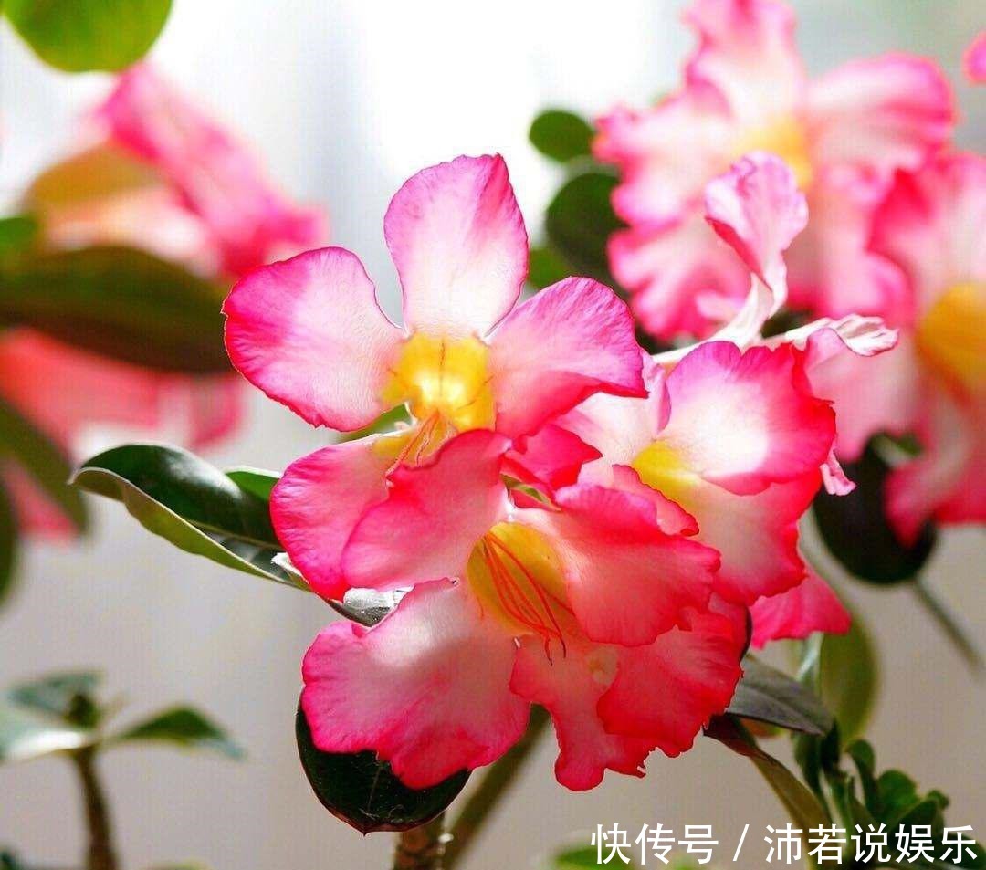 款花|适合新手养的4款花,好养易成活,香气四溢,物美价廉