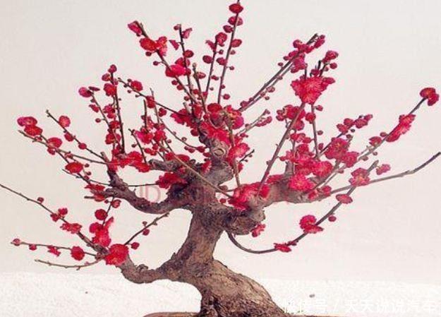 4种漂亮花,好打理易爆盆,开起花来美不胜收,颜值超高的