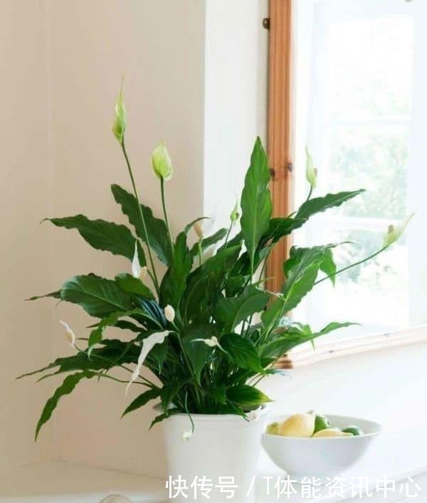 在弱光的室内就能生长旺盛的7种植物，没光照也能养好花！
