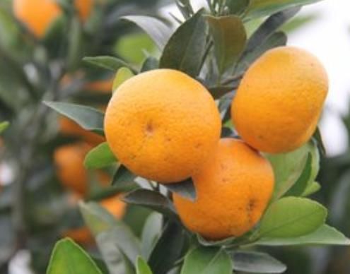 维生素c|秋天到了，女人多吃三种食物，常吃清理肠胃、增强免疫力