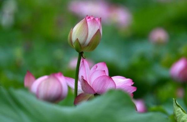 防暑|今日小暑｜倏忽温风至 这份防暑养生宝典快收好