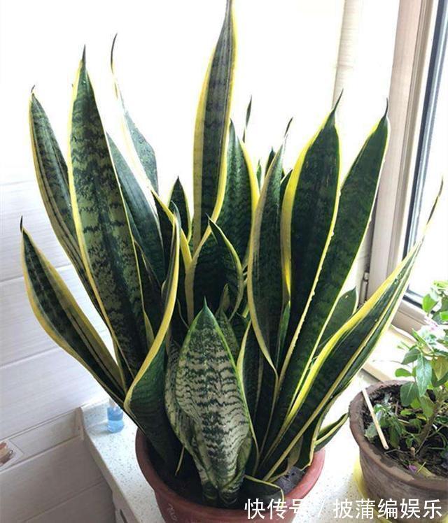 养虎皮兰时，盆里加2种东西，30天钻出钢芽，侧芽嗖嗖