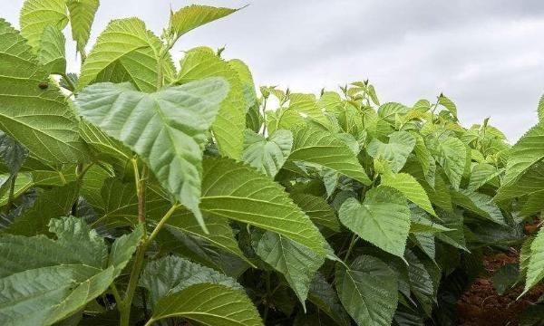 桑葉又稱“神仙草”,堅持用桑葉泡水喝,身體會嘗到4個“甜頭”