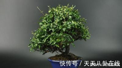 养眼|号称“养不死”的盆栽净化空气又养眼,手残党也能轻松养活