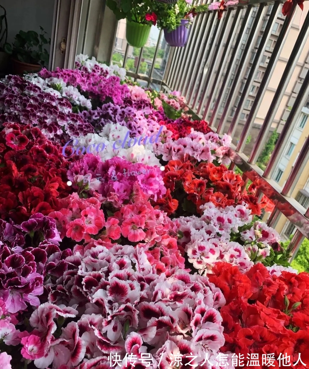 花苞|养的花一直不开花,主要是这6点做好,赶紧学起来