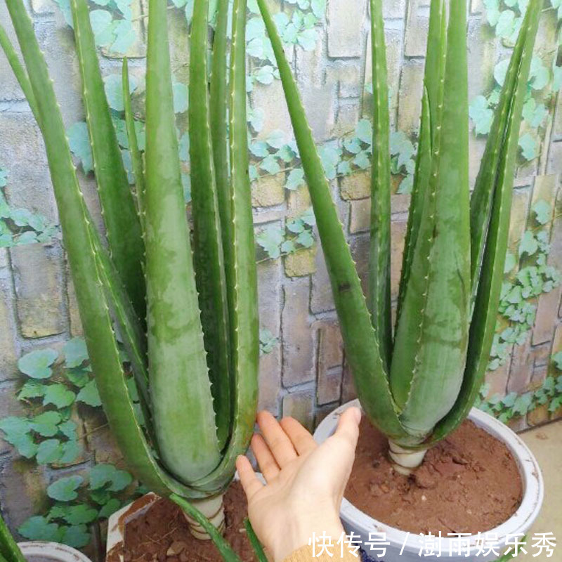 13种“阴冷花”，客厅没光照，长得更旺，越晒越难看