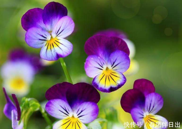 4种花适合夏天养,一年四季花开不停,开花量大,花开枝繁叶茂