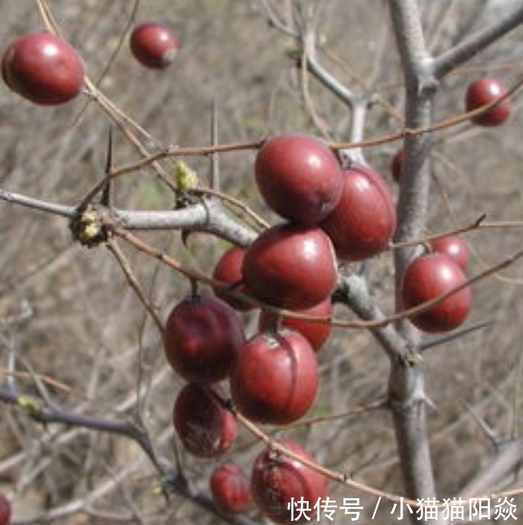 红枣|提个醒在路边遇到这种野果,一定要摘回家,现在了解还不迟