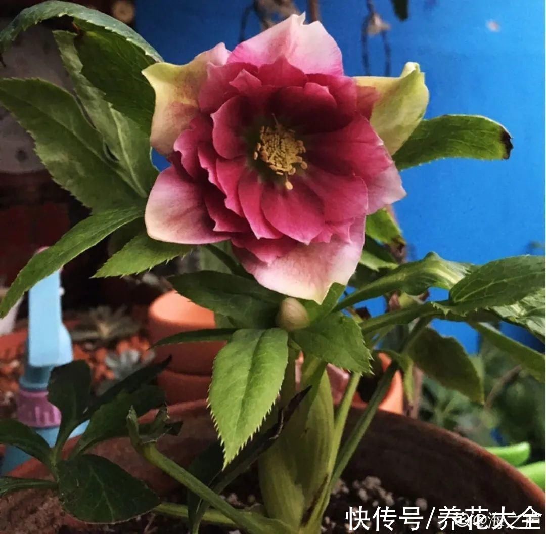 冬天好养的花，皮实不娇气，颜值高上档次，咋养都开花