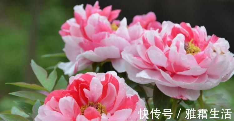 香雪兰|家里就养4种花,妖艳妖娆,层层交叠,烂漫迷人眼