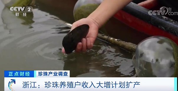 珍珠蚌|“新晋网红”来了，这个产业火了