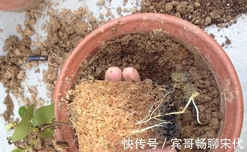 花盆|4种“垃圾”捡回家，埋在花盆下，啥花都越养越旺，叶绿开花久