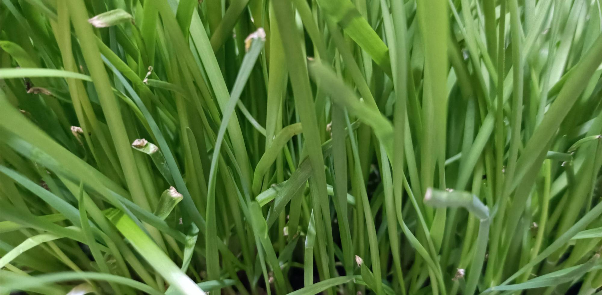 秋冬阳台可种“2种菜”，长势特别好，好养好看好吃很实用