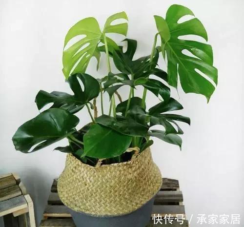 这2种花最“养人”,家里养1盆,空气清新,还杀菌