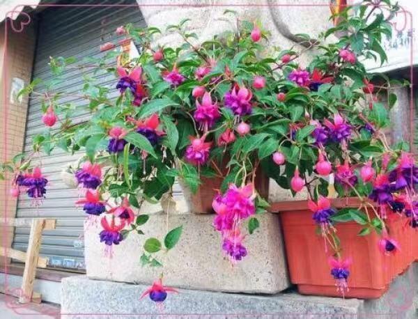 花期|新手爱花试试这两种,找根枝条就能扦插,从现在开花到来年春