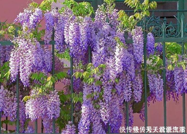 花盆|4种富贵花，添福添贵添好运，迷人的花朵，开满整个花盆