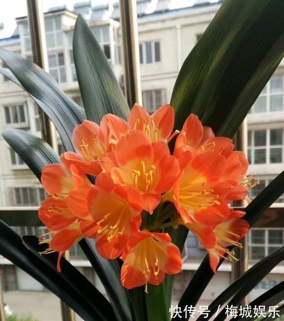 三分钟带您了解君子兰的养护技巧,君子兰开花就这么简单