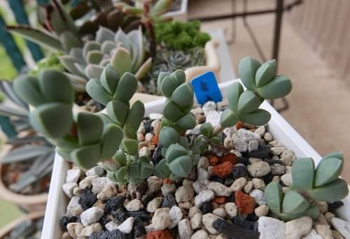 养多肉就得“控水”？不，单独水培它们，反而长得又快又好