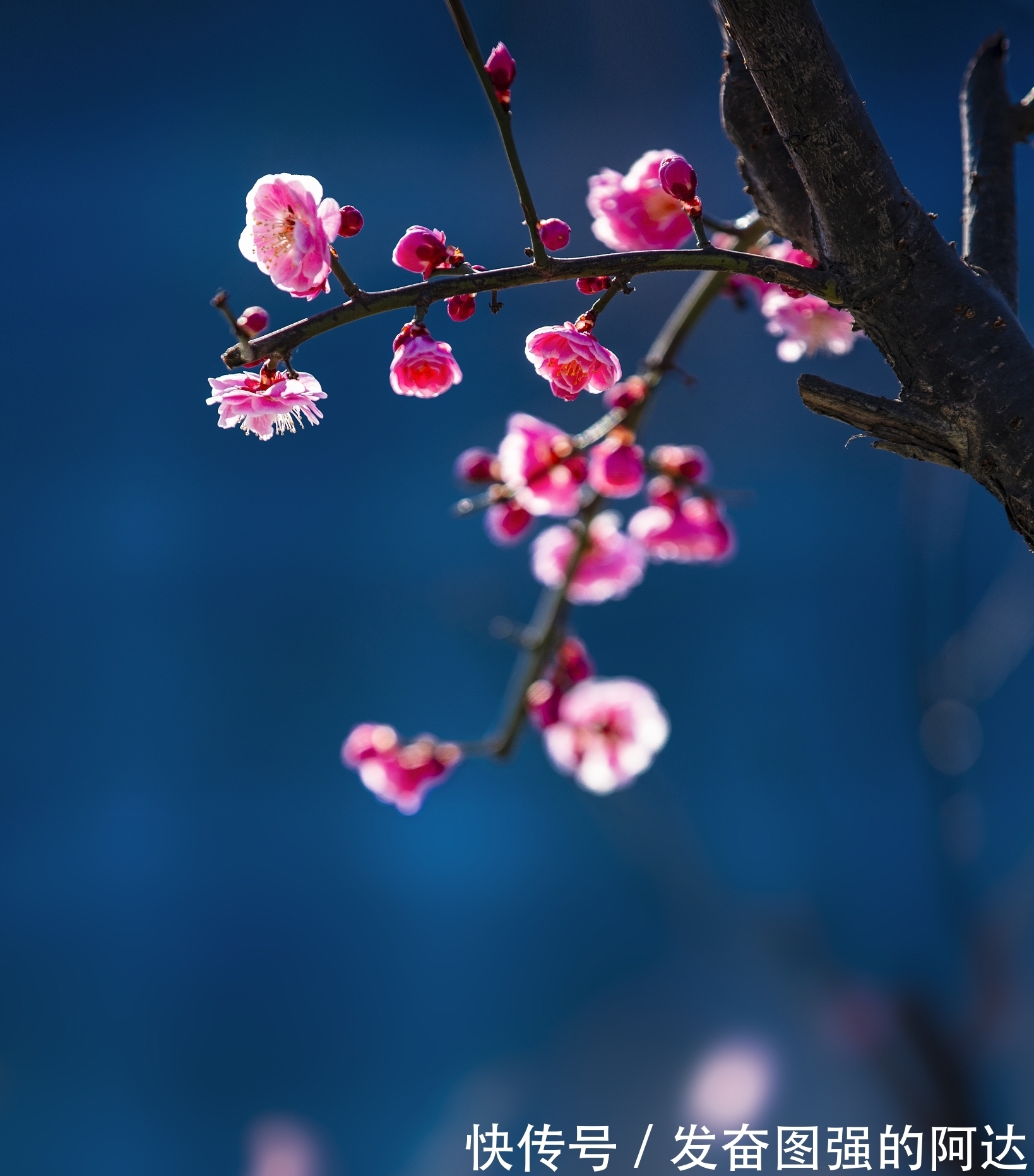 背景|要想玩好梅花盆景,这些背景知识我们要了解