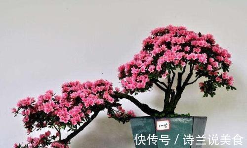 冬天养长寿花、茶花，盆里丢点“它”，肥力大还透气，花开爆盆！