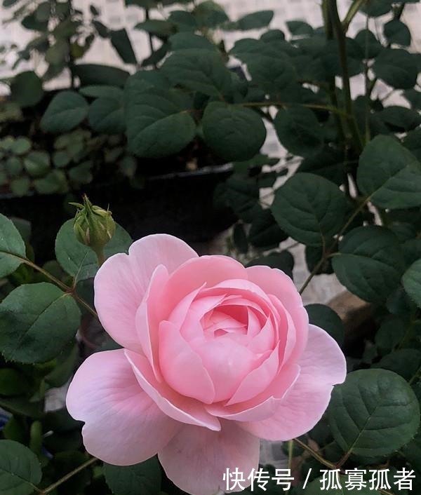 此款世界名花,超级漂亮,开花勤快,好养易管理,室内盆栽也可以!