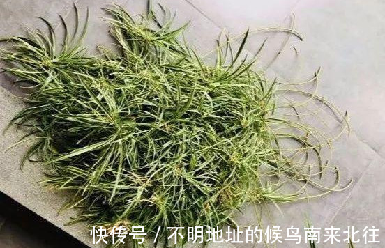 阳台变花园,8种花现在养,半个月就爆满阳台,长的飞快花也多