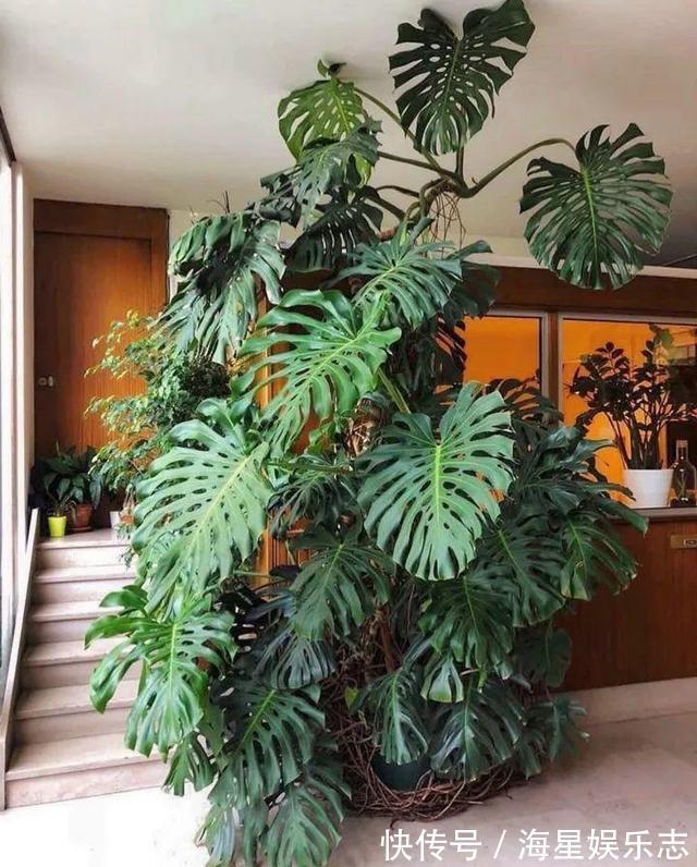 漂亮|养花来点“小肥料”，养成1米8大个子，直挺挺冒叶子，开花漂亮