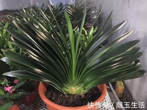 光照|12月养君子兰,就怕做错“5件事”,黄叶、烂根多,而且难开花