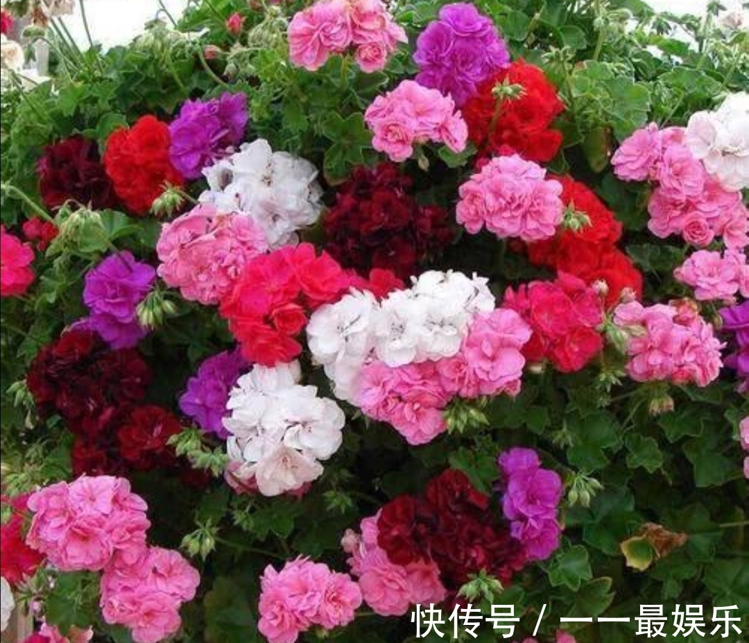 院子里养4种花，开花锦簇，烂漫多姿，美的像花园