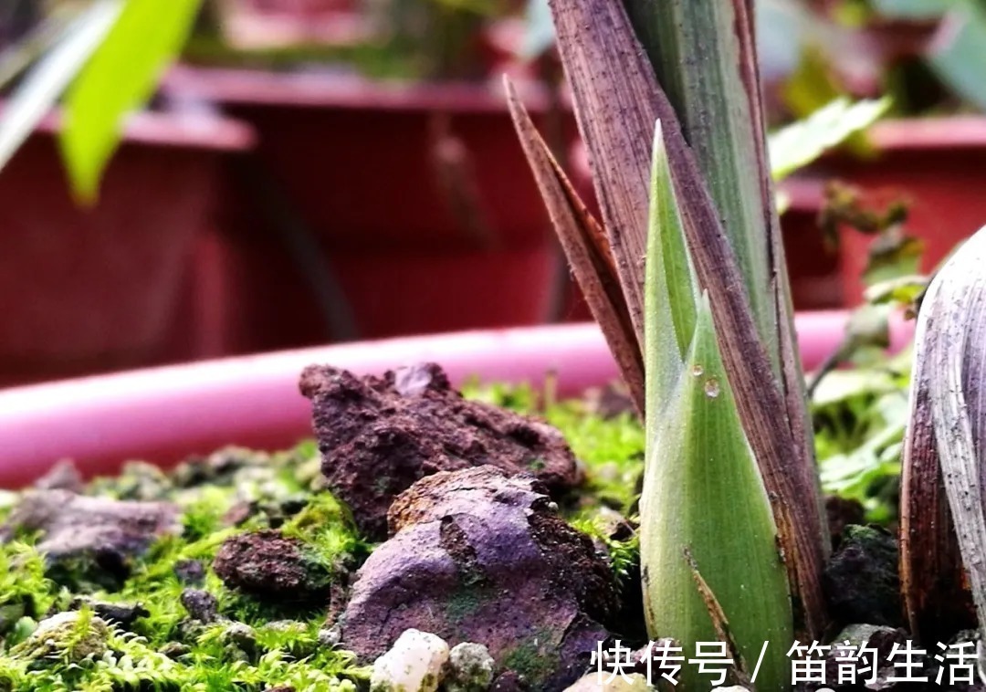 孕蕾|夏天太热,养兰花如果犯一个错,可能导致难孕蕾、不开花